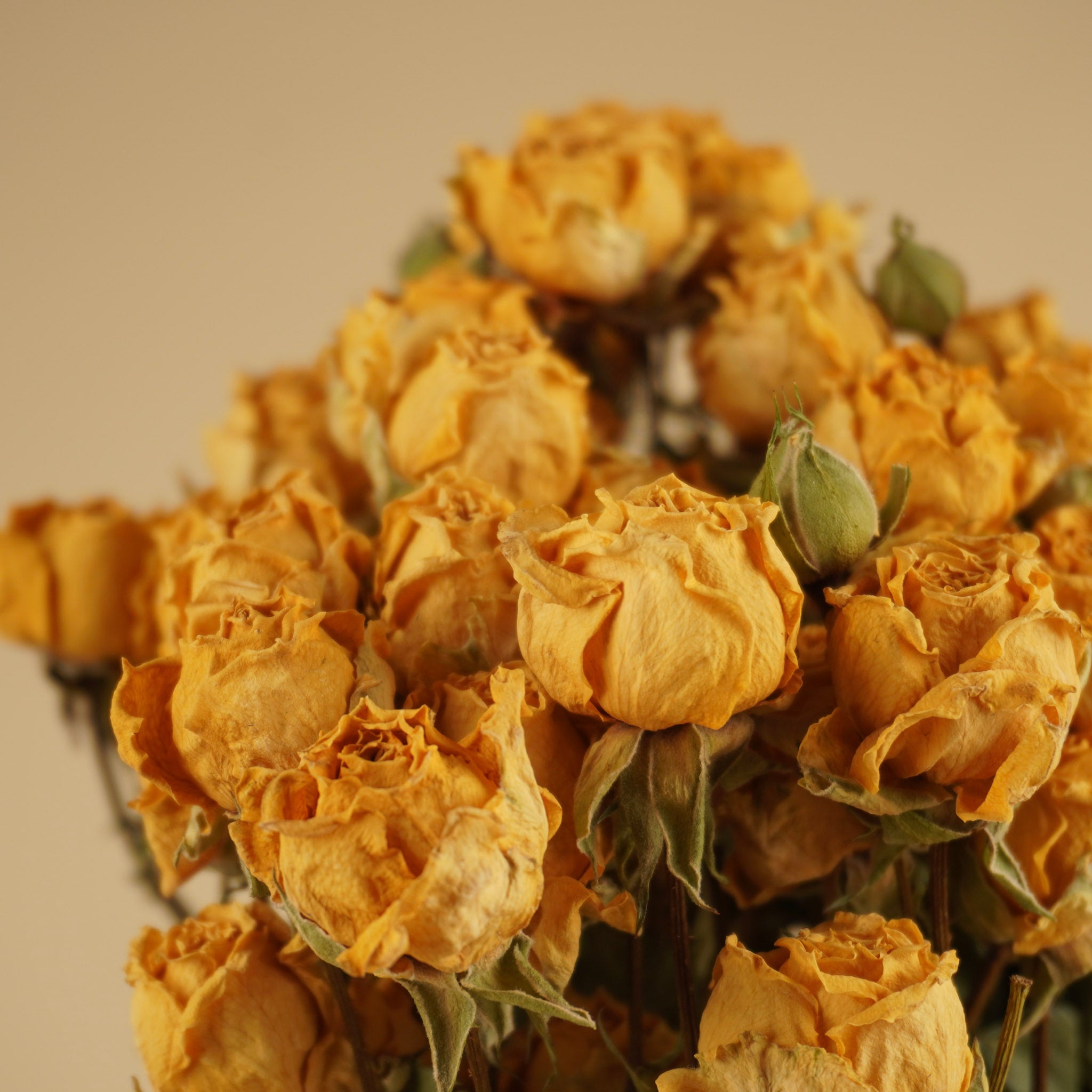 Getrocknete Clusterrosen gelb