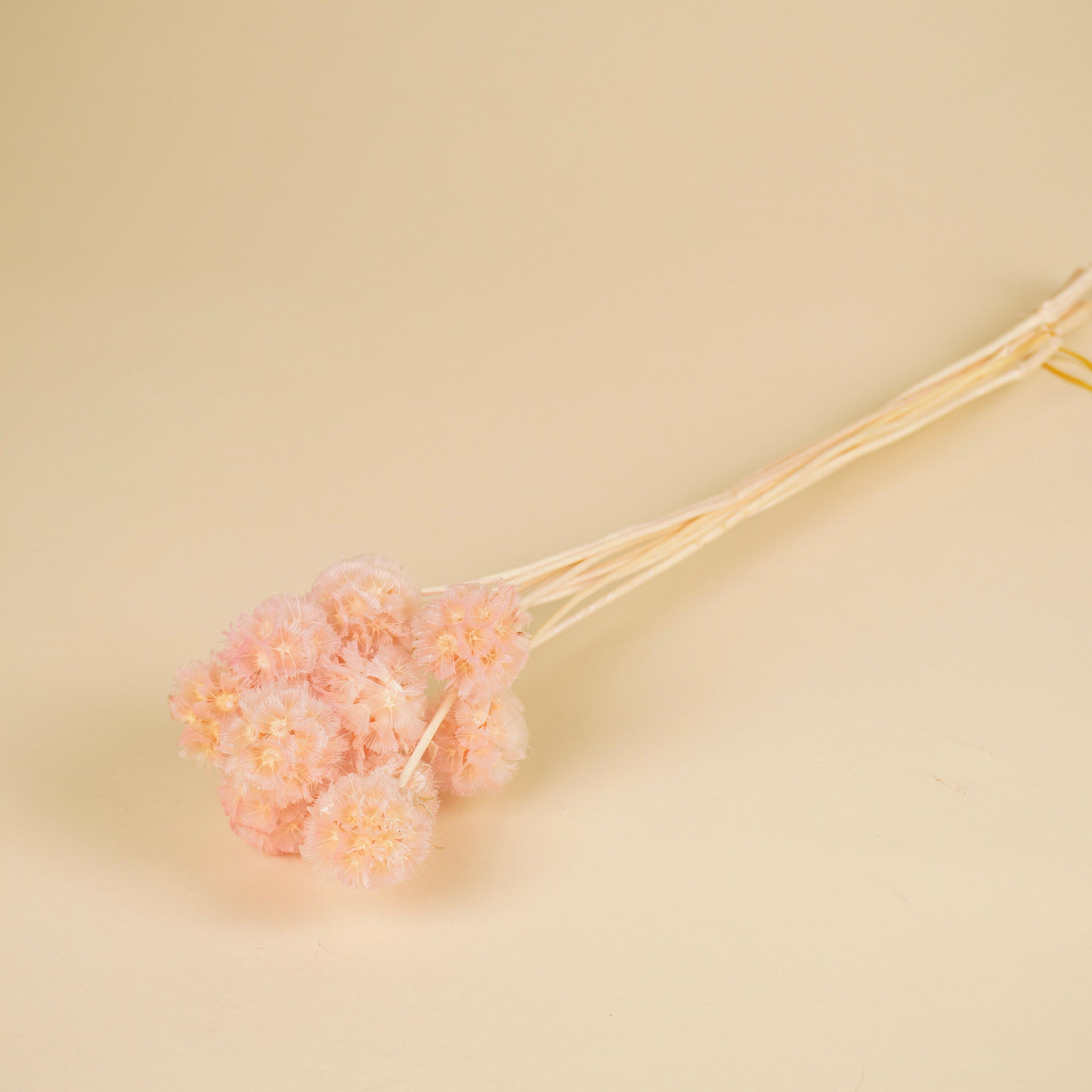 Scabiosa préservé rose clair