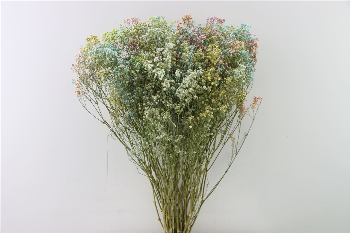 Gedroogd gipskruid (gypsophila) – regenboog kleuren