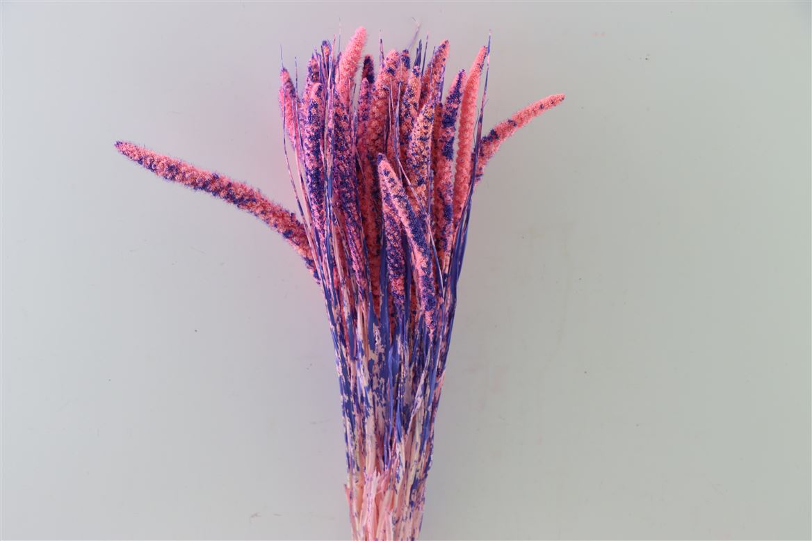 Getrocknete Setaria Blau/Gelb - Van Goch (Kopie)