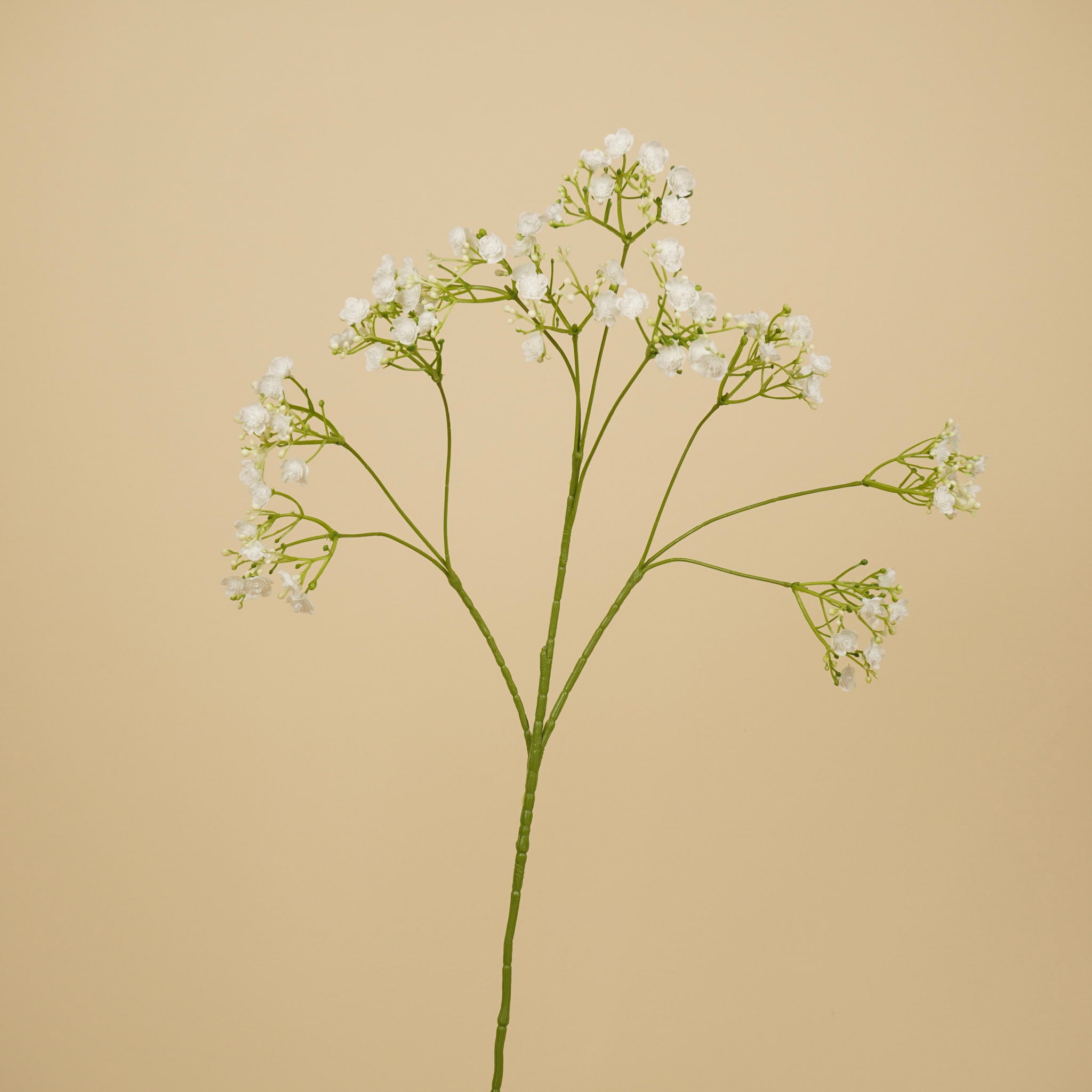 Gypsophile soyeuse – Blanche (68 cm)