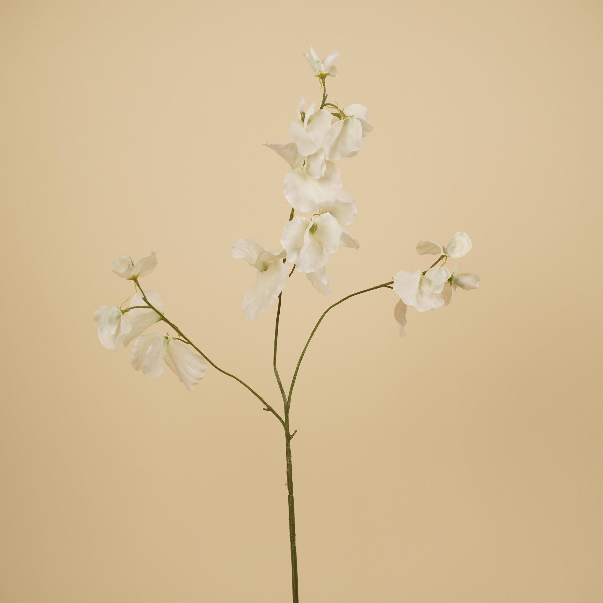 Lathyrus en soie – Ivoire (75 cm)