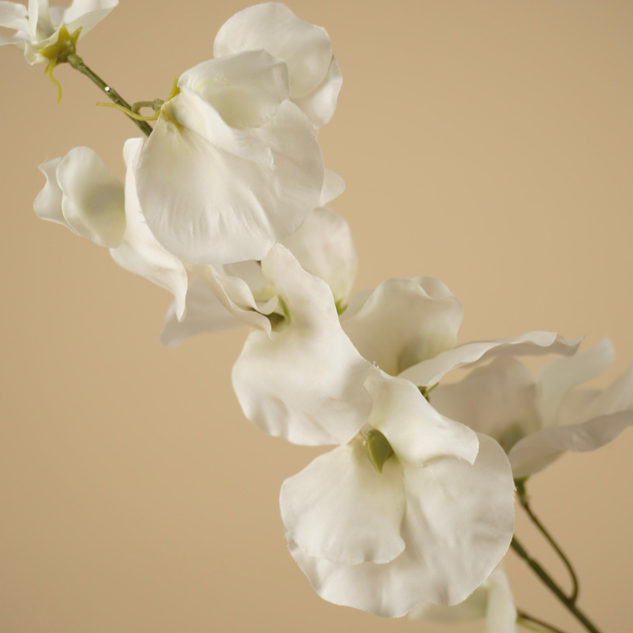 Lathyrus en soie – Ivoire (75 cm)