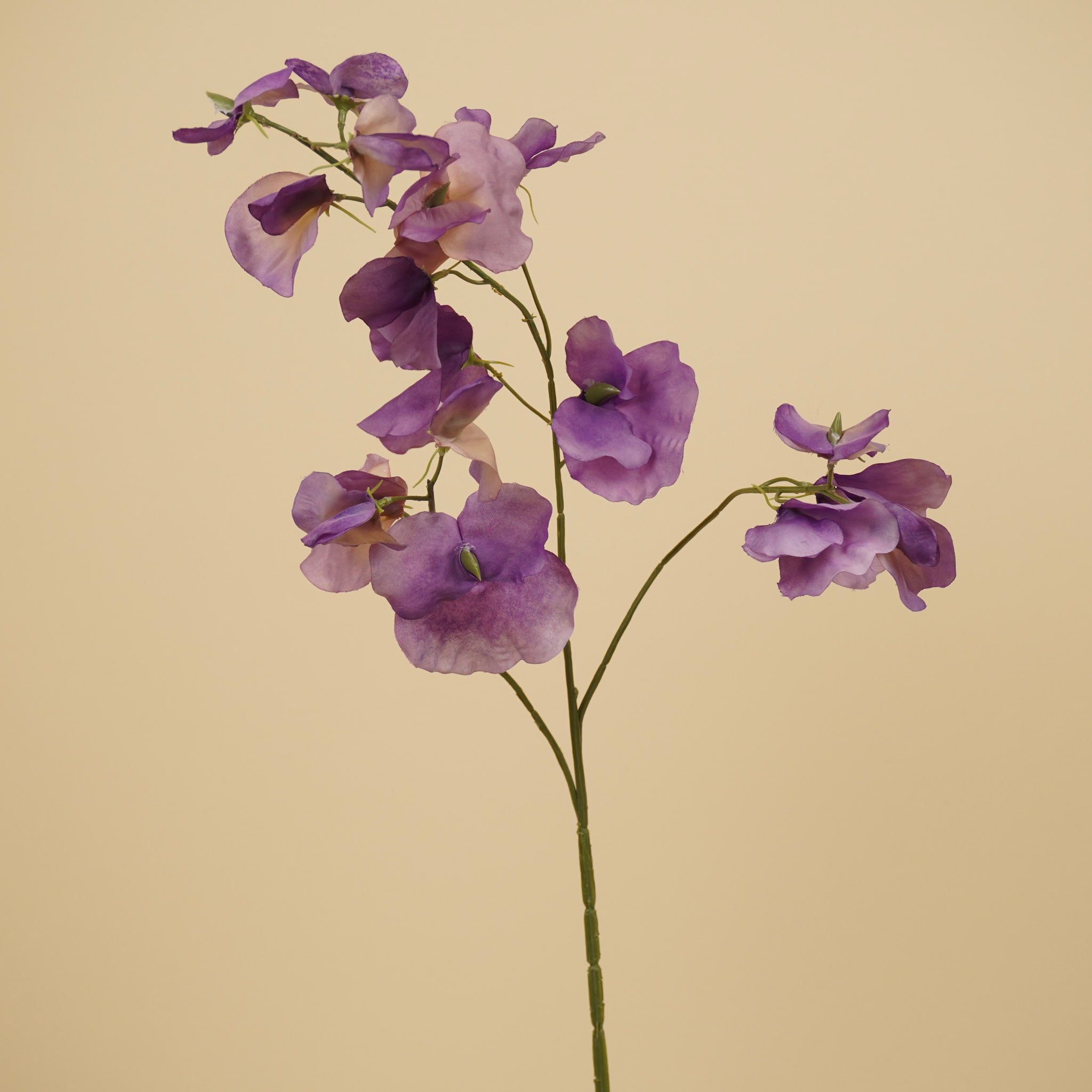 Lathyrus soyeux – Violet (75 cm)