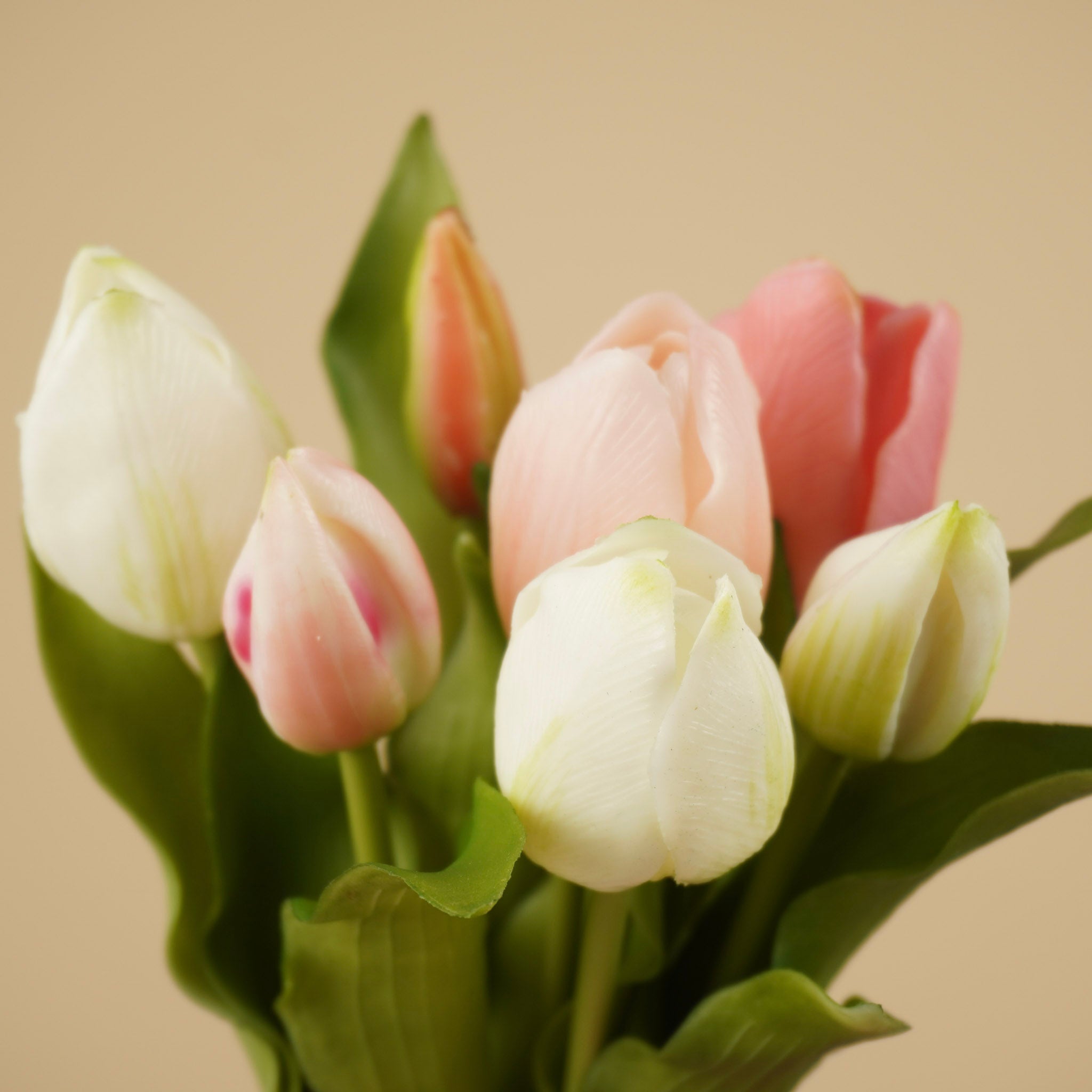 Lathyrus en soie – Crème (75 cm)