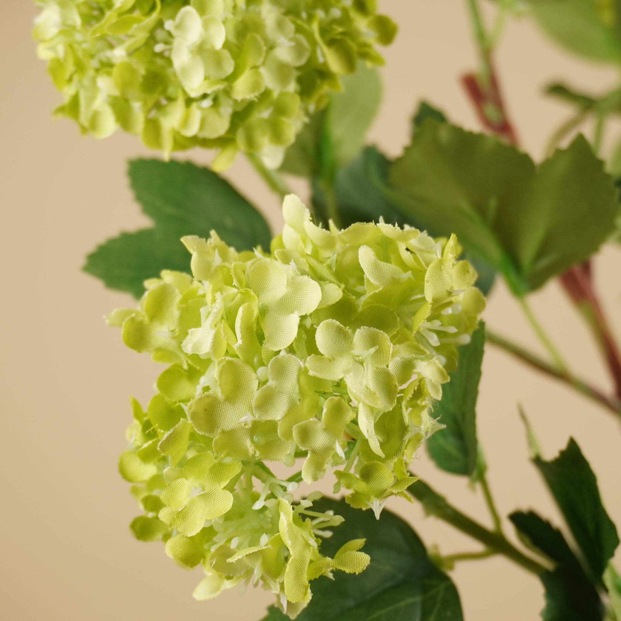 Viburnum soyeux boule de neige – Vert (75 cm)