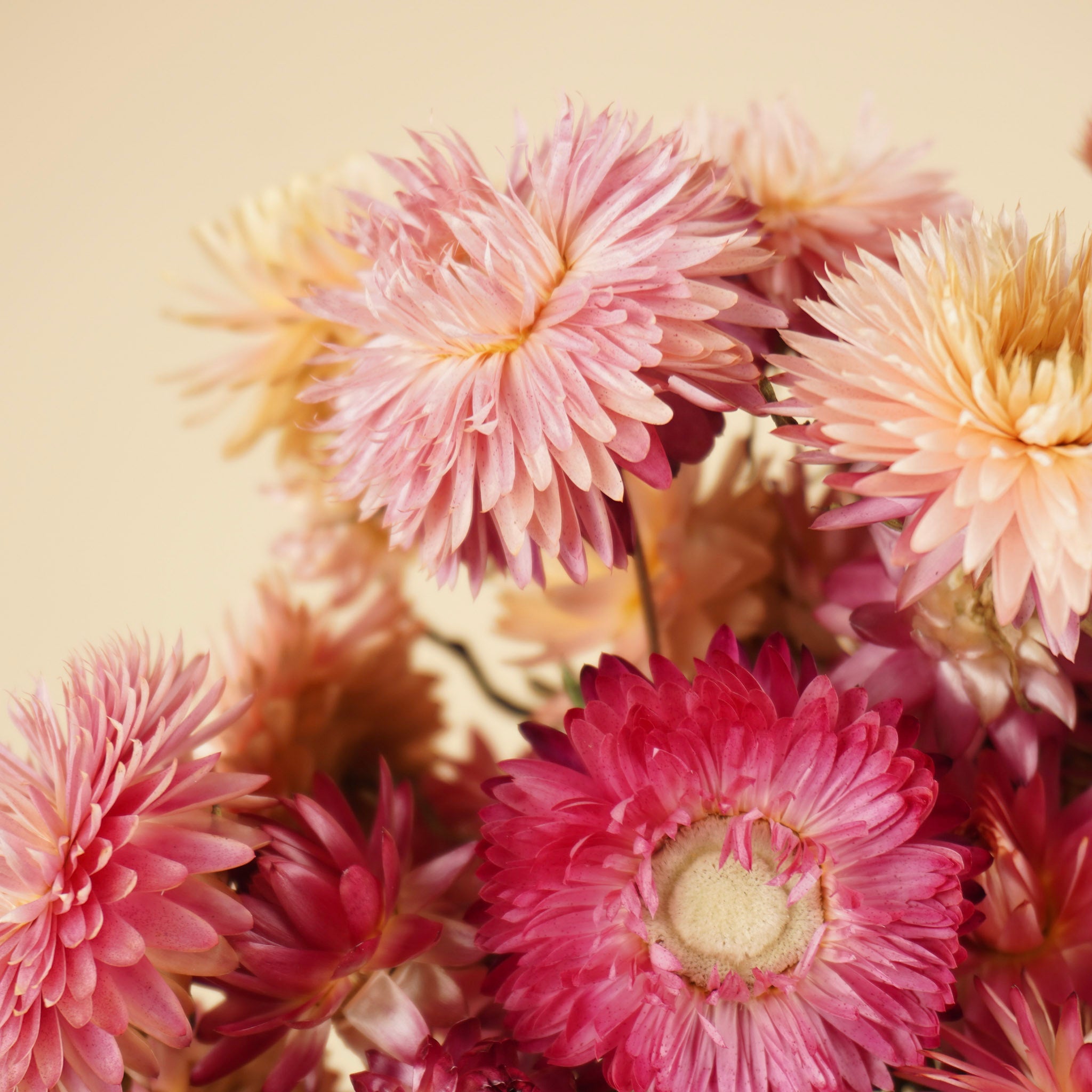 Dried Helichrysum Salmon