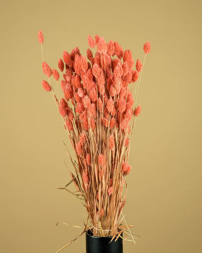 Dried Phalaris colored pink
