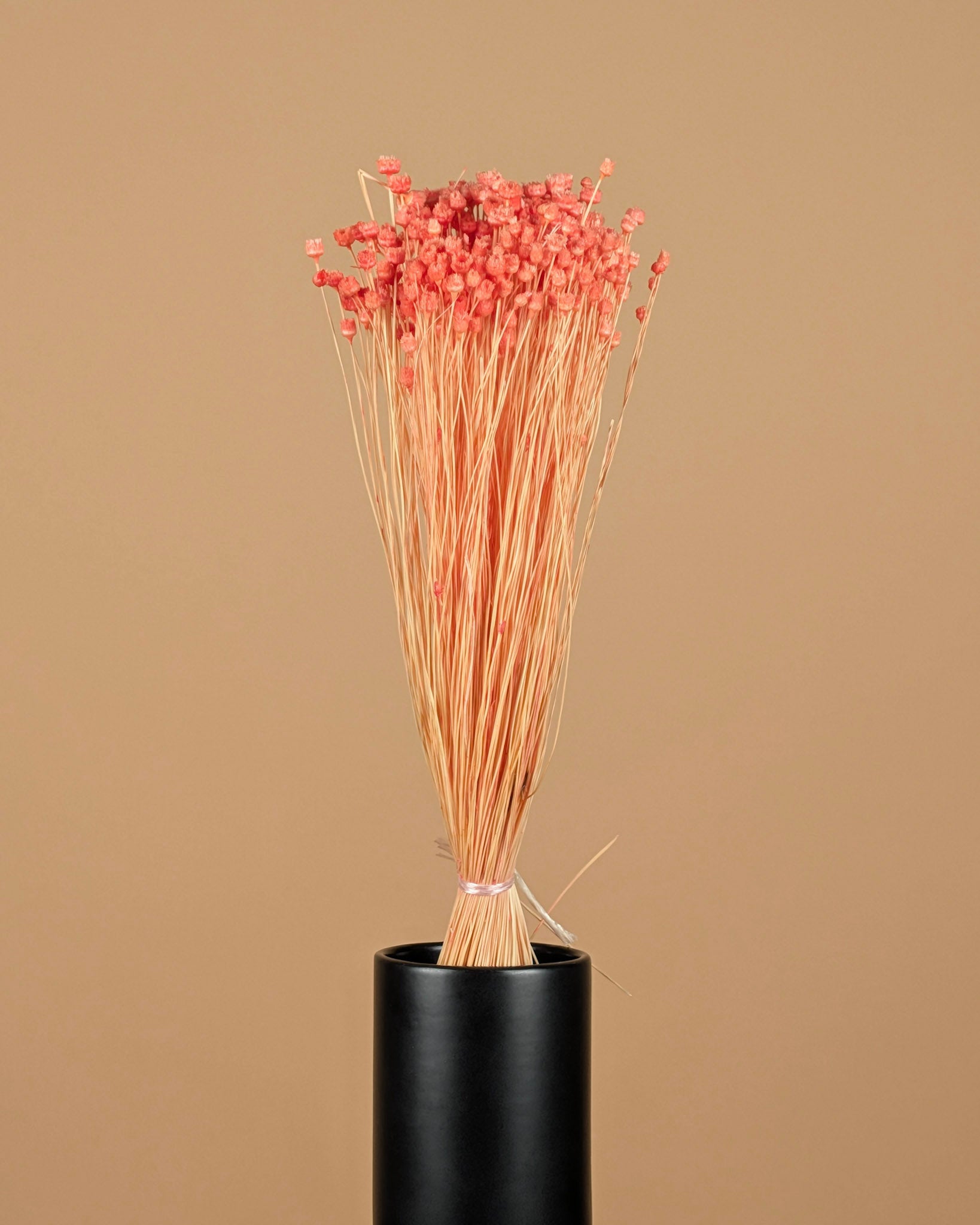 Dried Cardoon Distel Oranje Painted