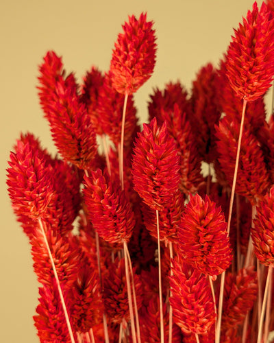 Séché Phalaris coloré brûlé Oranje (Kanariegras)