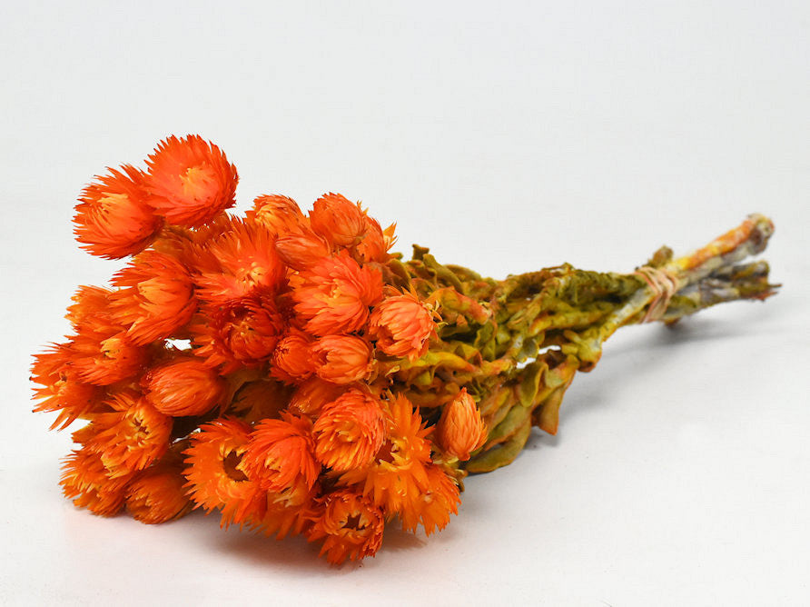 Helichrysum vestim Oranje