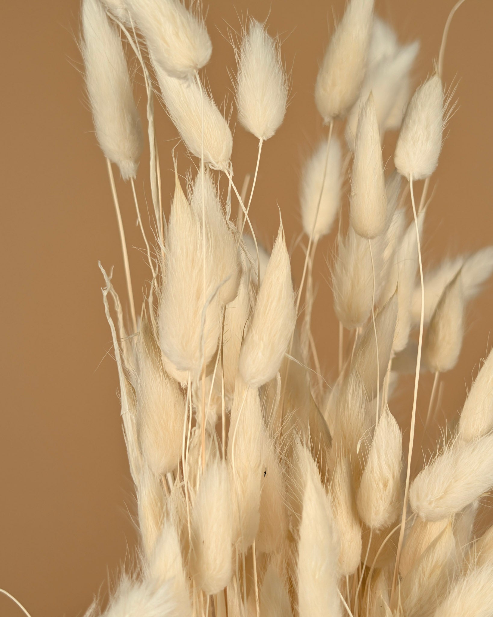 Dried Lagurus Ovatus bleached