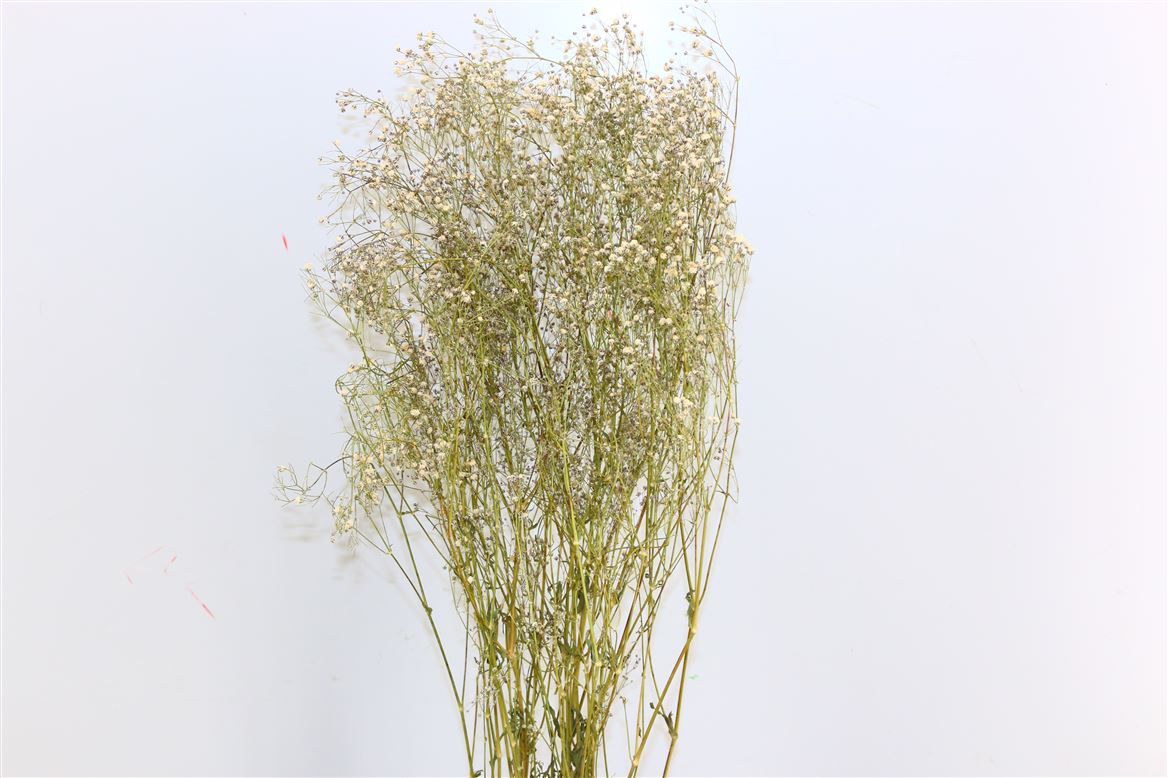 GIPSPRAID (Gypsophilia) White natural dried