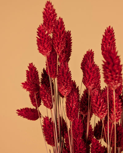 Dried Phalararis colored red (canarial grass)