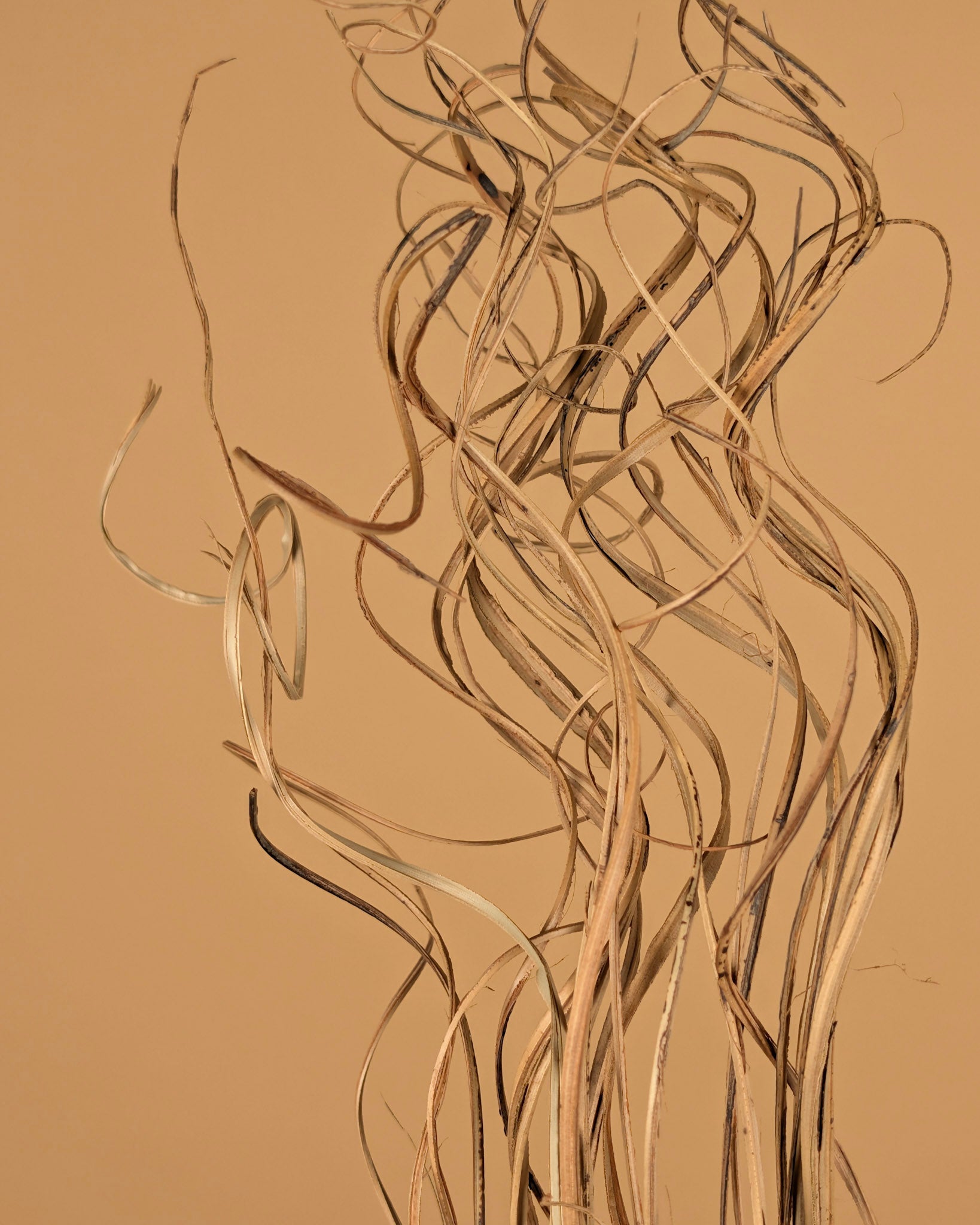 Lockiger Ting Rattan