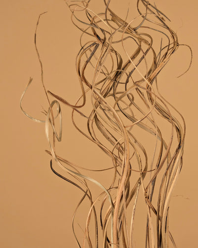 Lockiger Ting Rattan