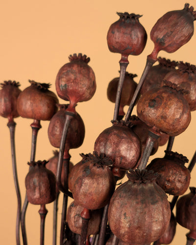 Dried poppy dark brown