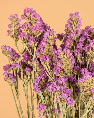 Dried Statice Pink
