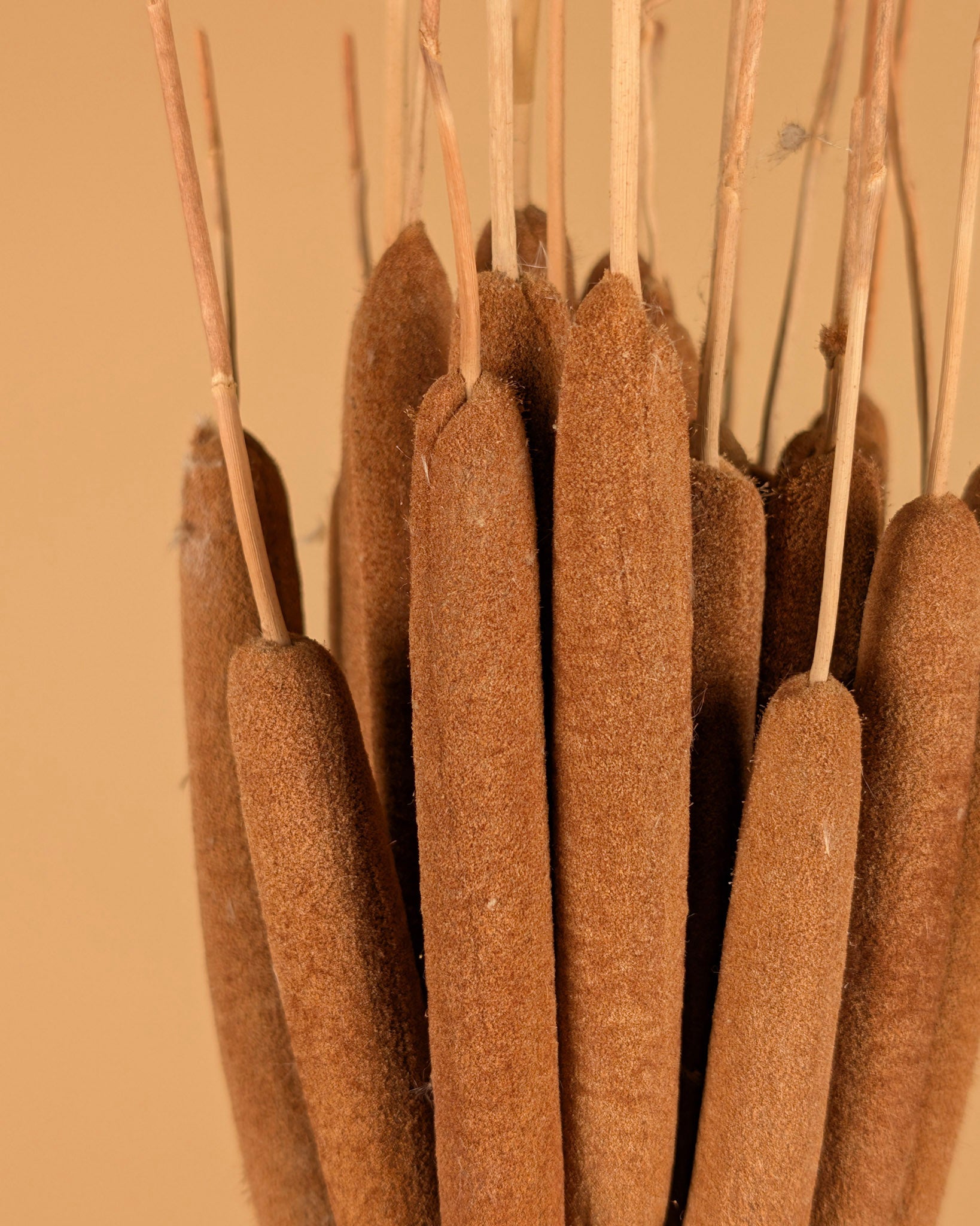 Typha canne cigare naturel (lisdodde)