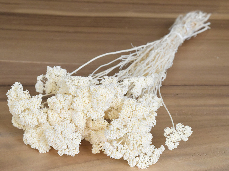 Achillea small bleached 70cm