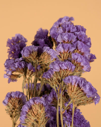 Gedroogde statice sinuata (lamsoor) – donker violet