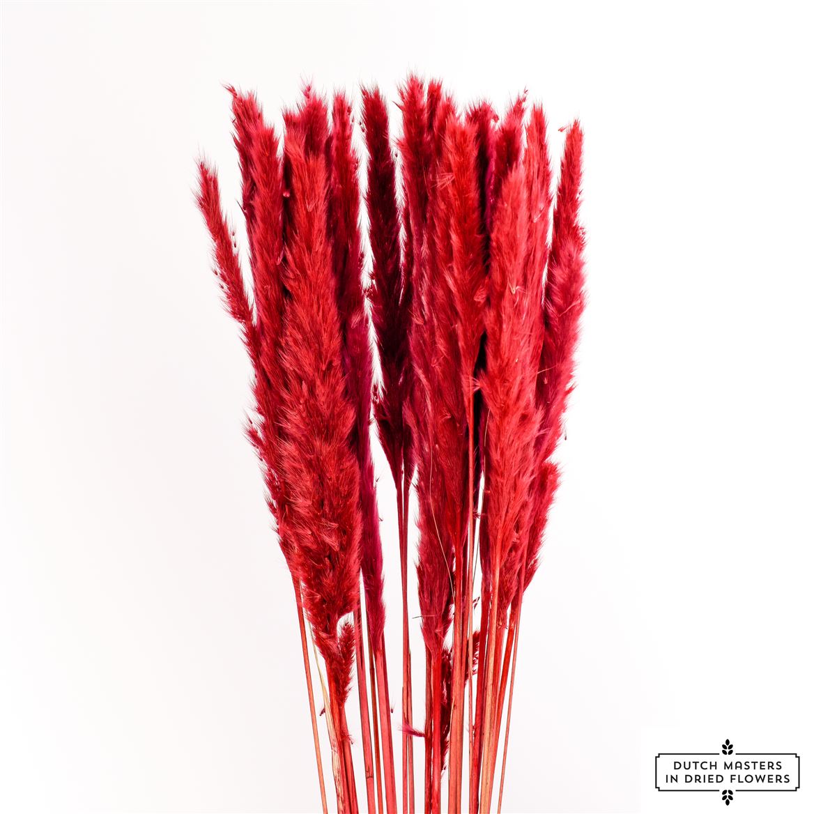 Flauschige Pampas (Miscanthus) Pluim Rot