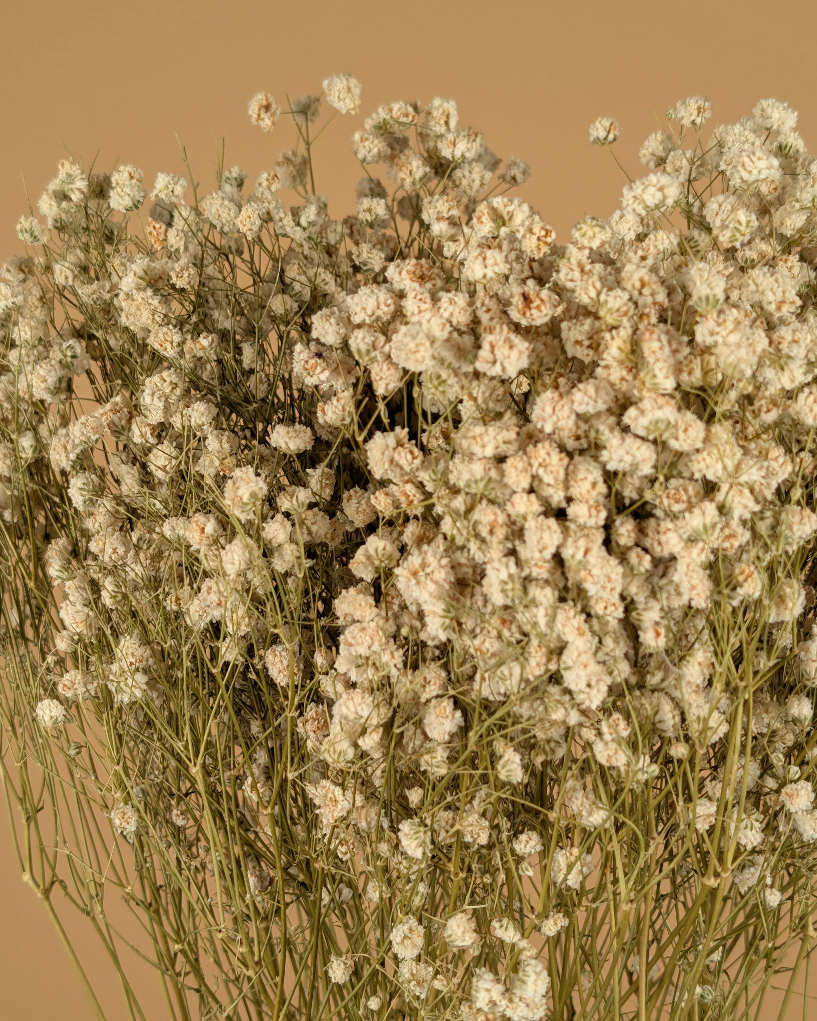 Gedroogd gipskruid (gypsophila) – wit naturel
