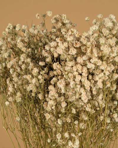 Gedroogd gipskruid (gypsophila) – wit naturel