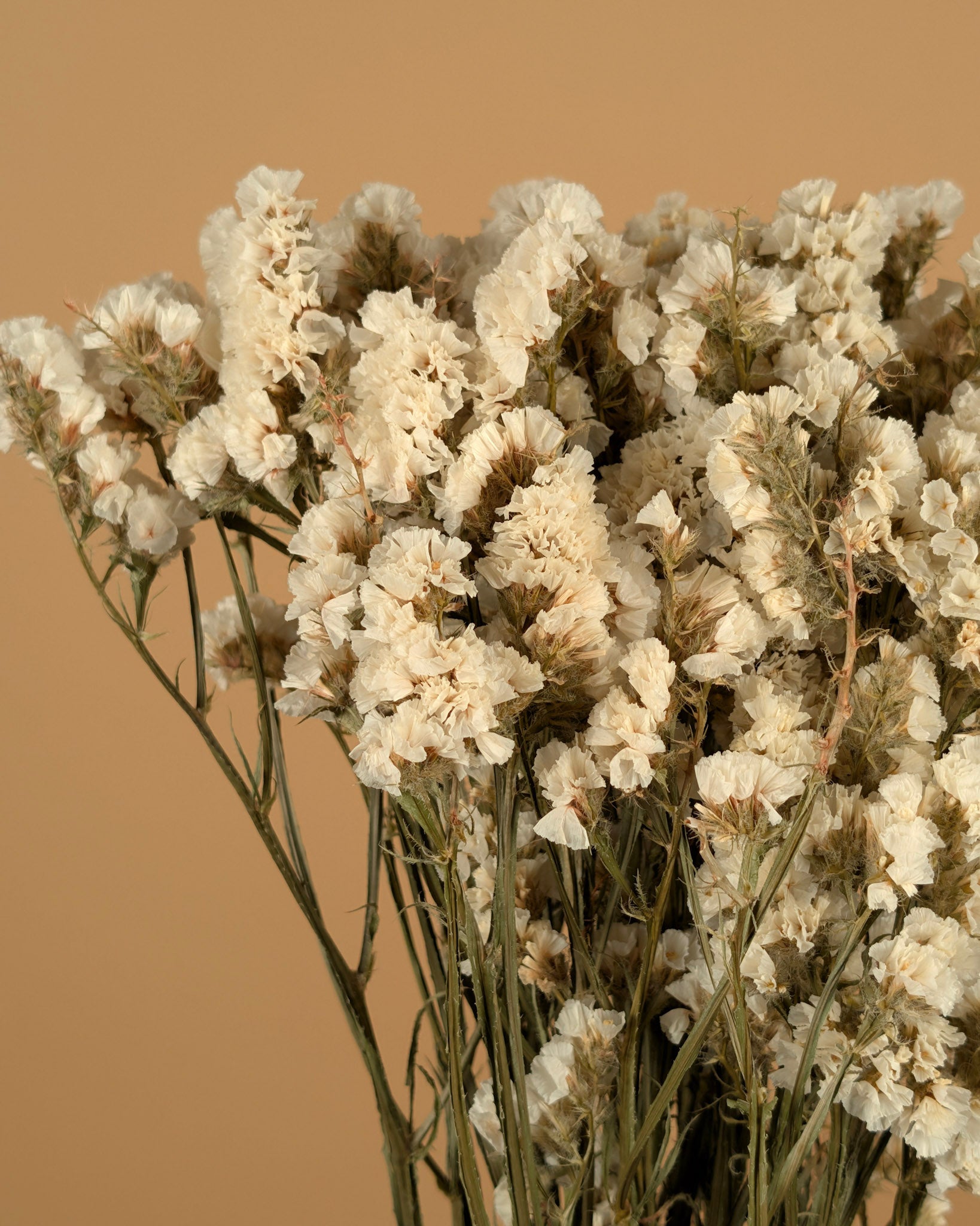 Dried Statice Limonium White