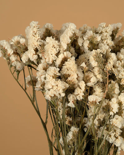 Dried Statice Limonium White