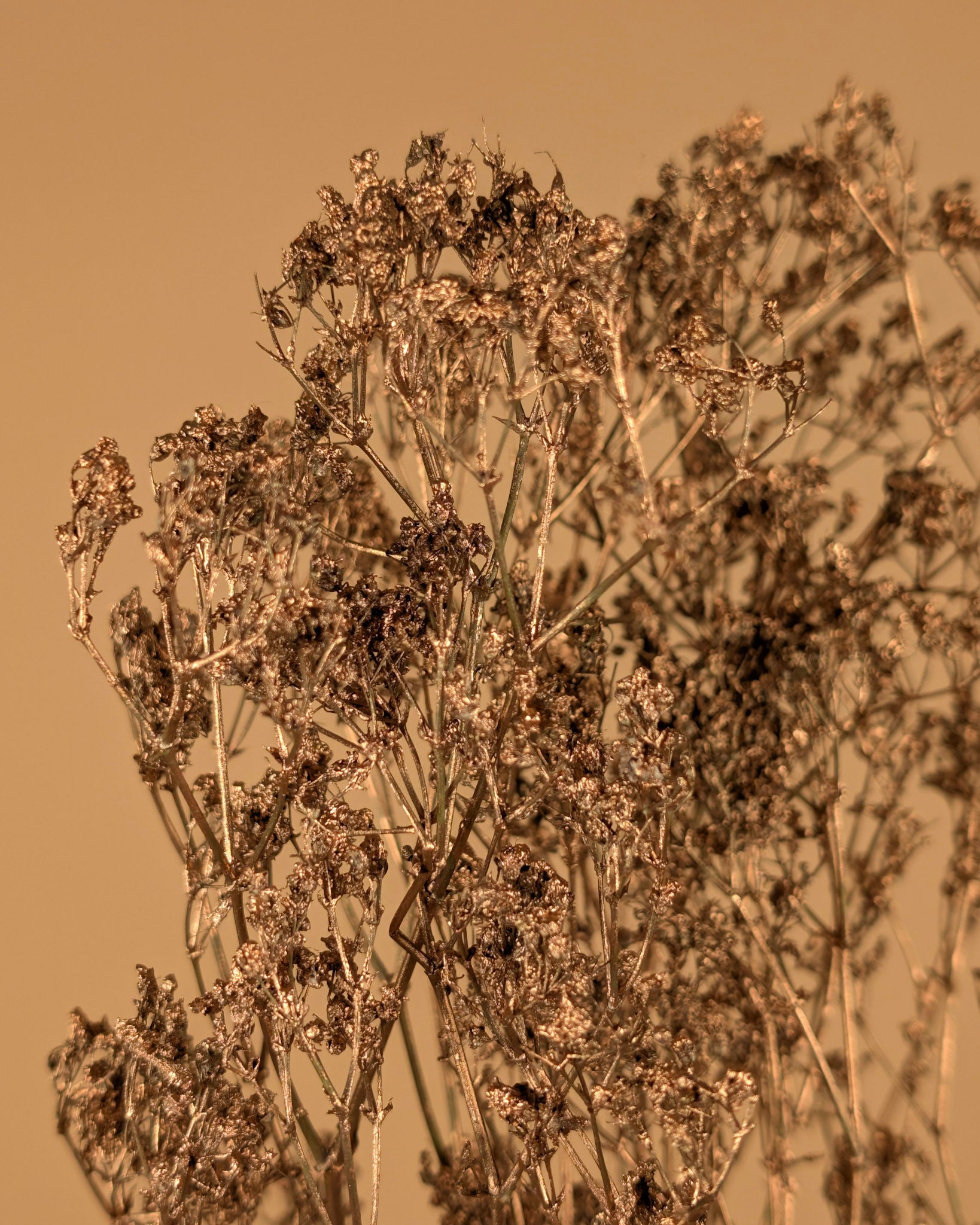 Gypsophila gold (painted)