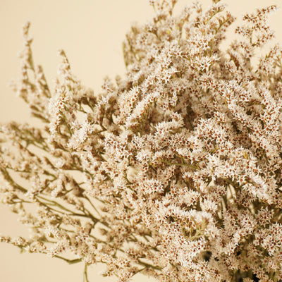 Trockenstatike Tatarica White