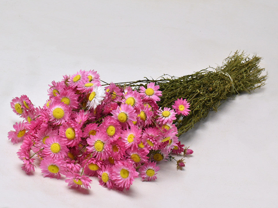 Acroclinium pink 50 cm