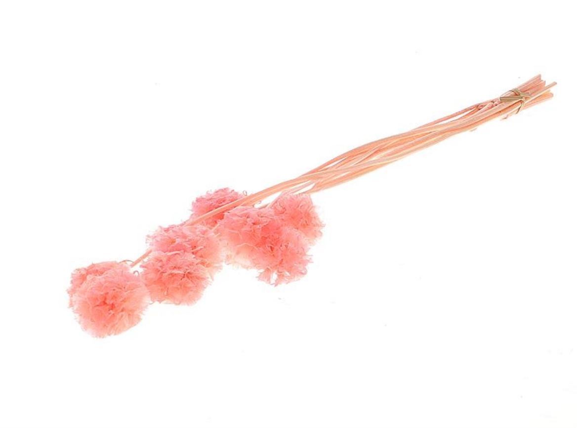 Dried scabiosa pink (preserved)