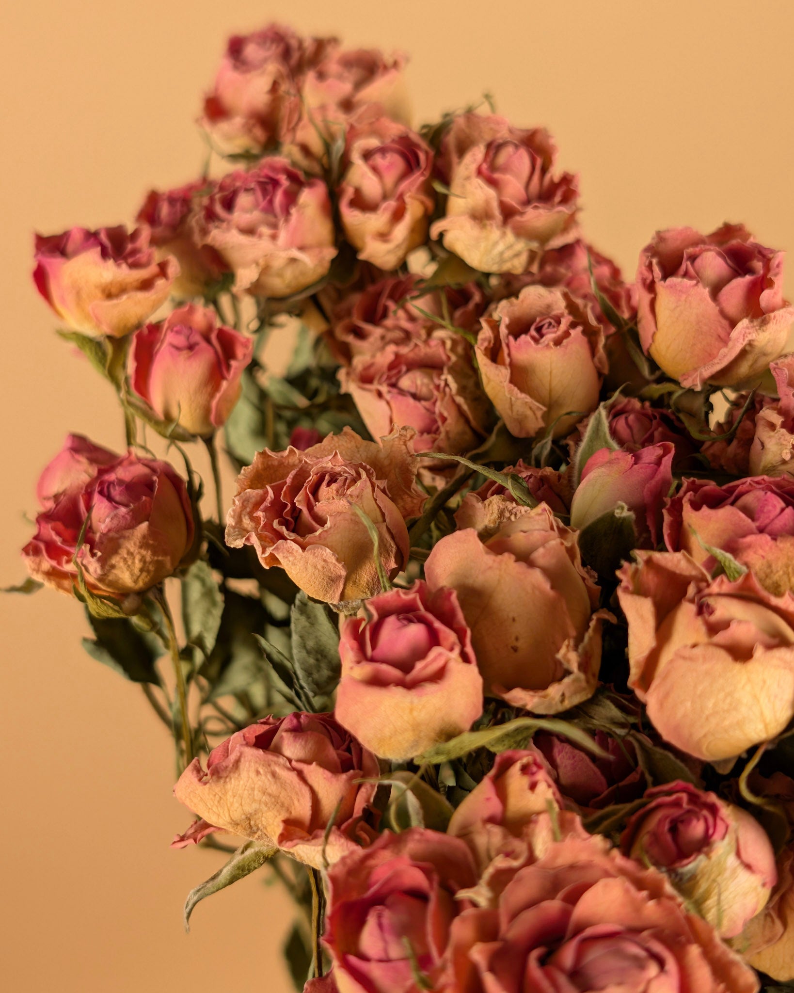 Peloton rose séché