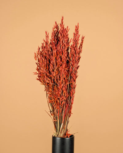 Avoine séchée (avena) couleur orange