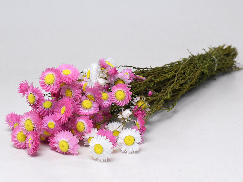 Acroclinium pink mix 50 cm