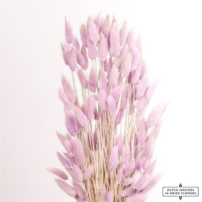 Dried Lagurus Ovatus Milka