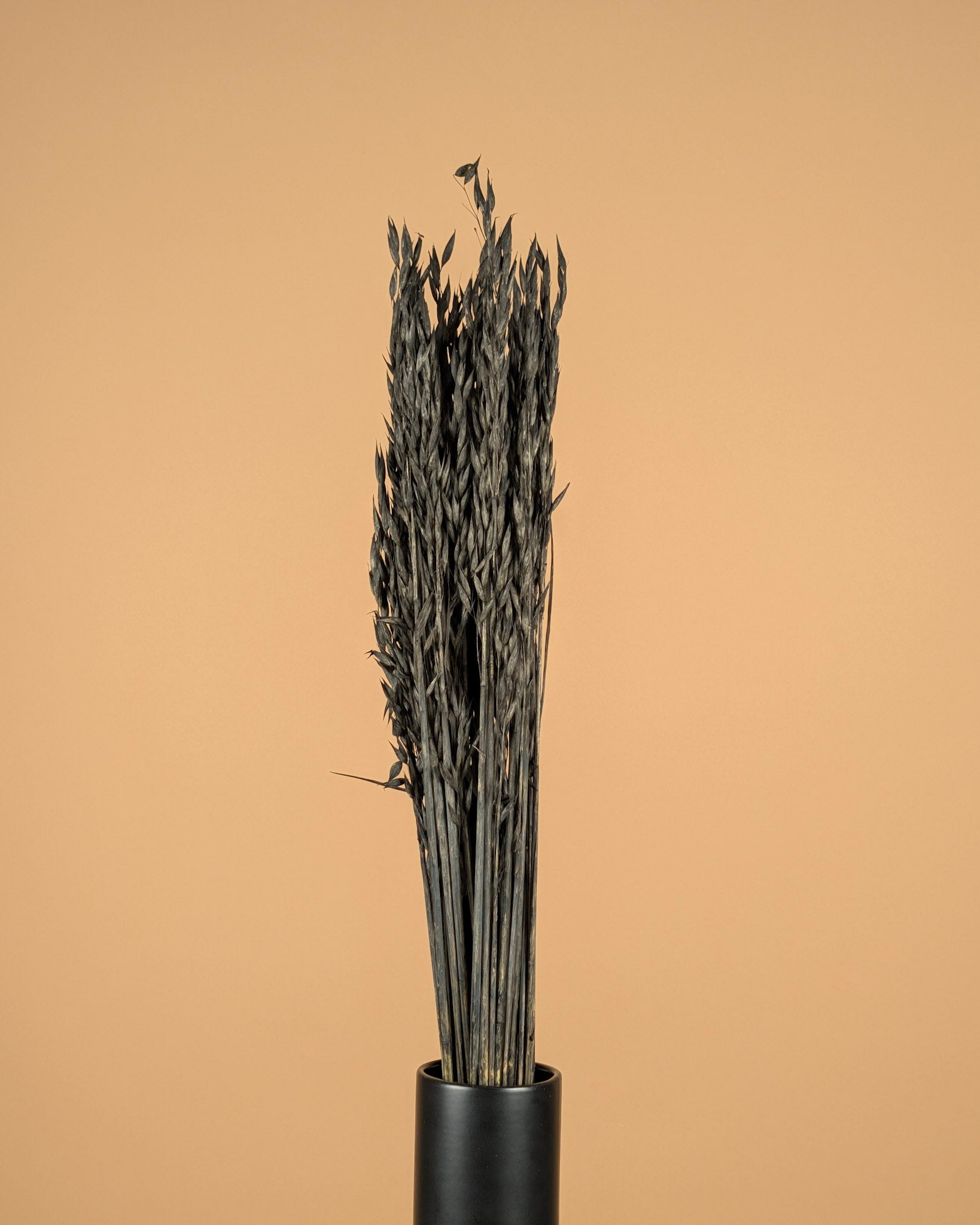 Dried oats (Avena) painted black