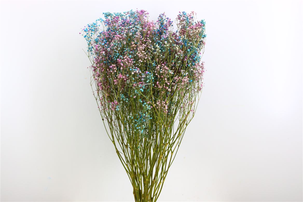 GIPSPRAID Disco Mix Purple & Blue dried