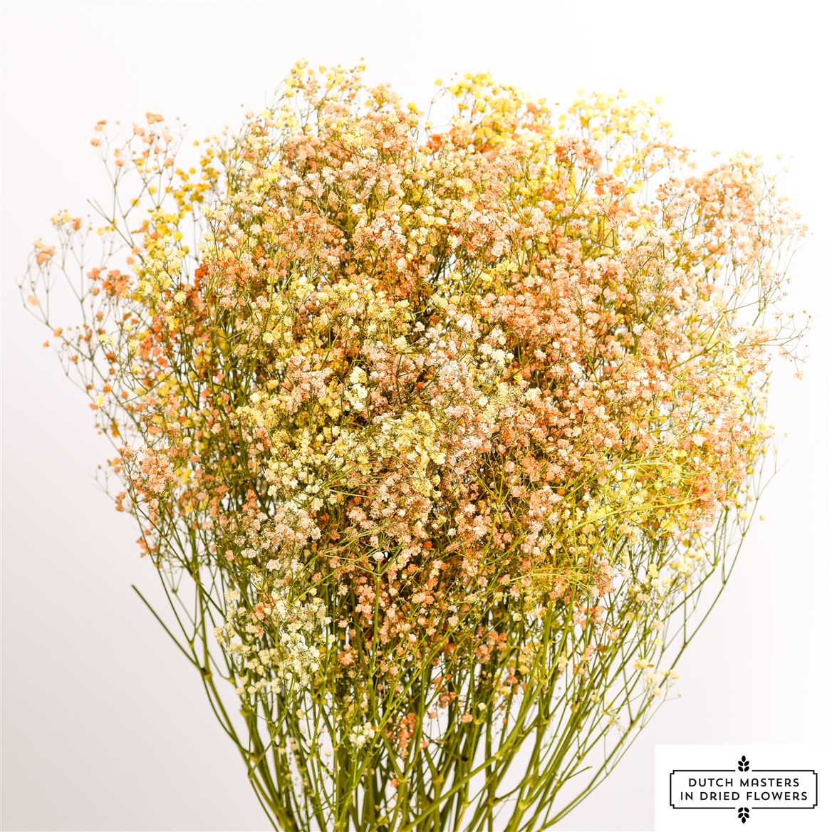 Gipskruid (Gypsophilia)disco mix geel &amp; oranje gedroogd