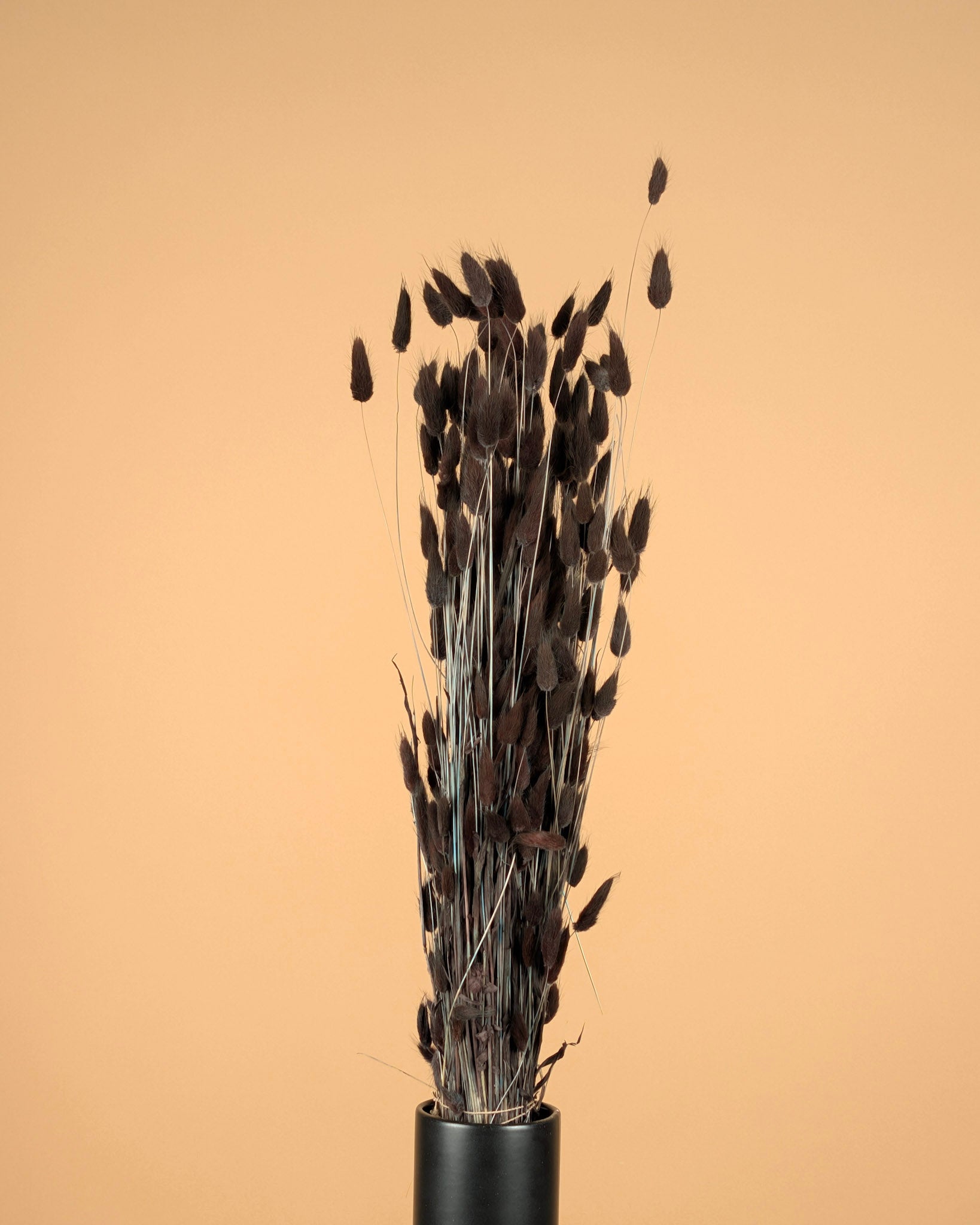 Dried Lagurus Ovatus Brown