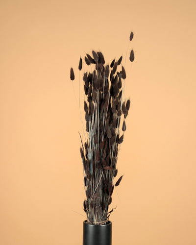 Gedroogde lagurus ovatus (hazenstaart) – bruin