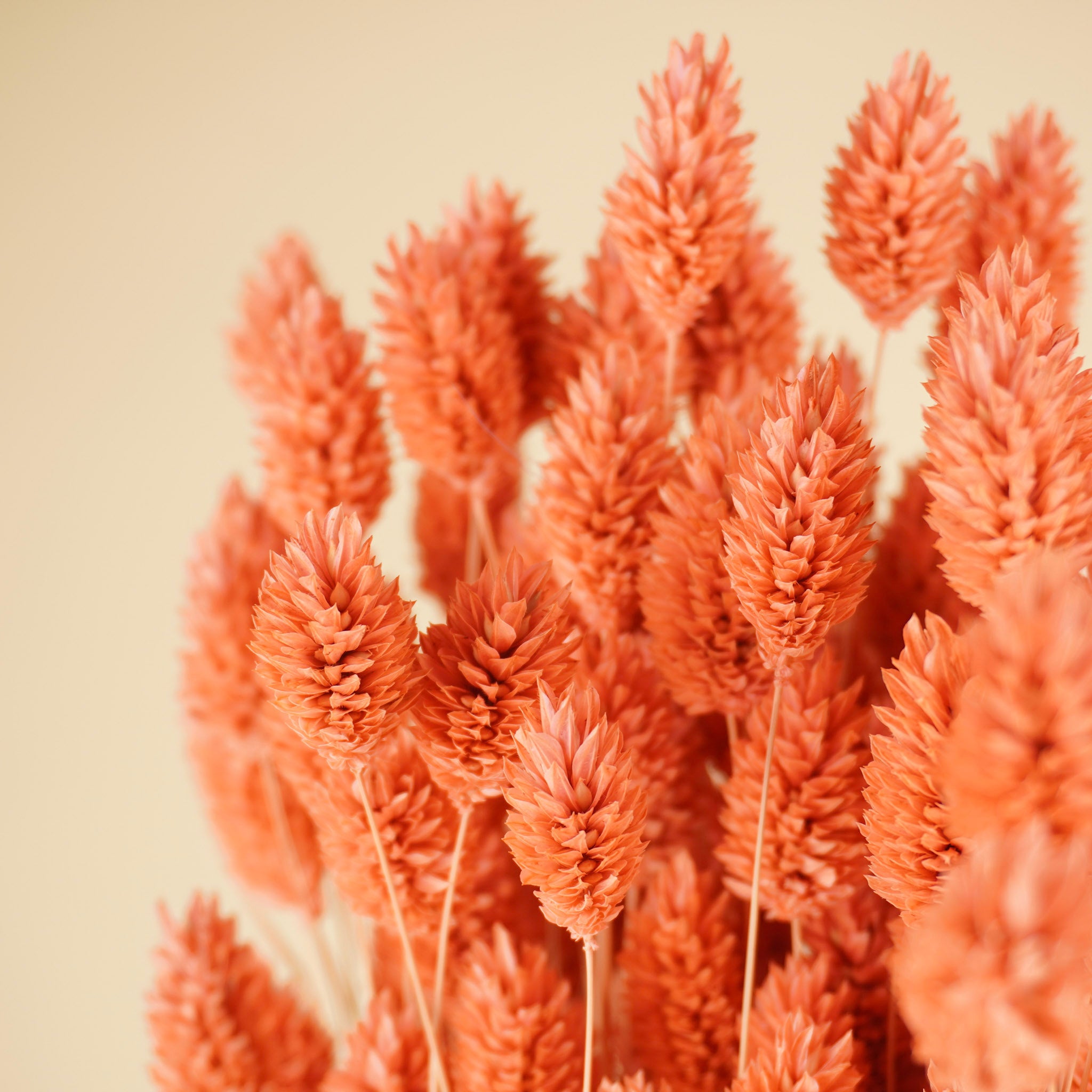 Dried Phalaris colored pink
