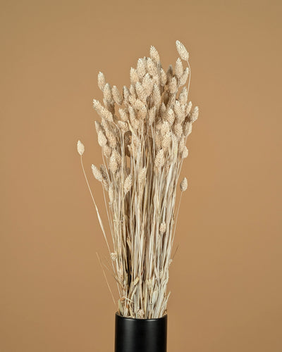 Phalaris Misty Wit (Canarial Grass)