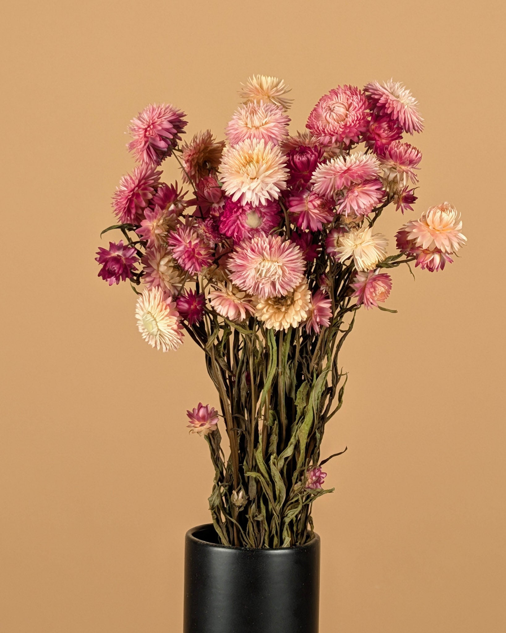 Helichrysum séché rose