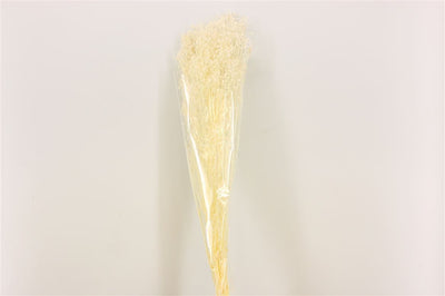 Gypsophila blanchie séchée (gypse)