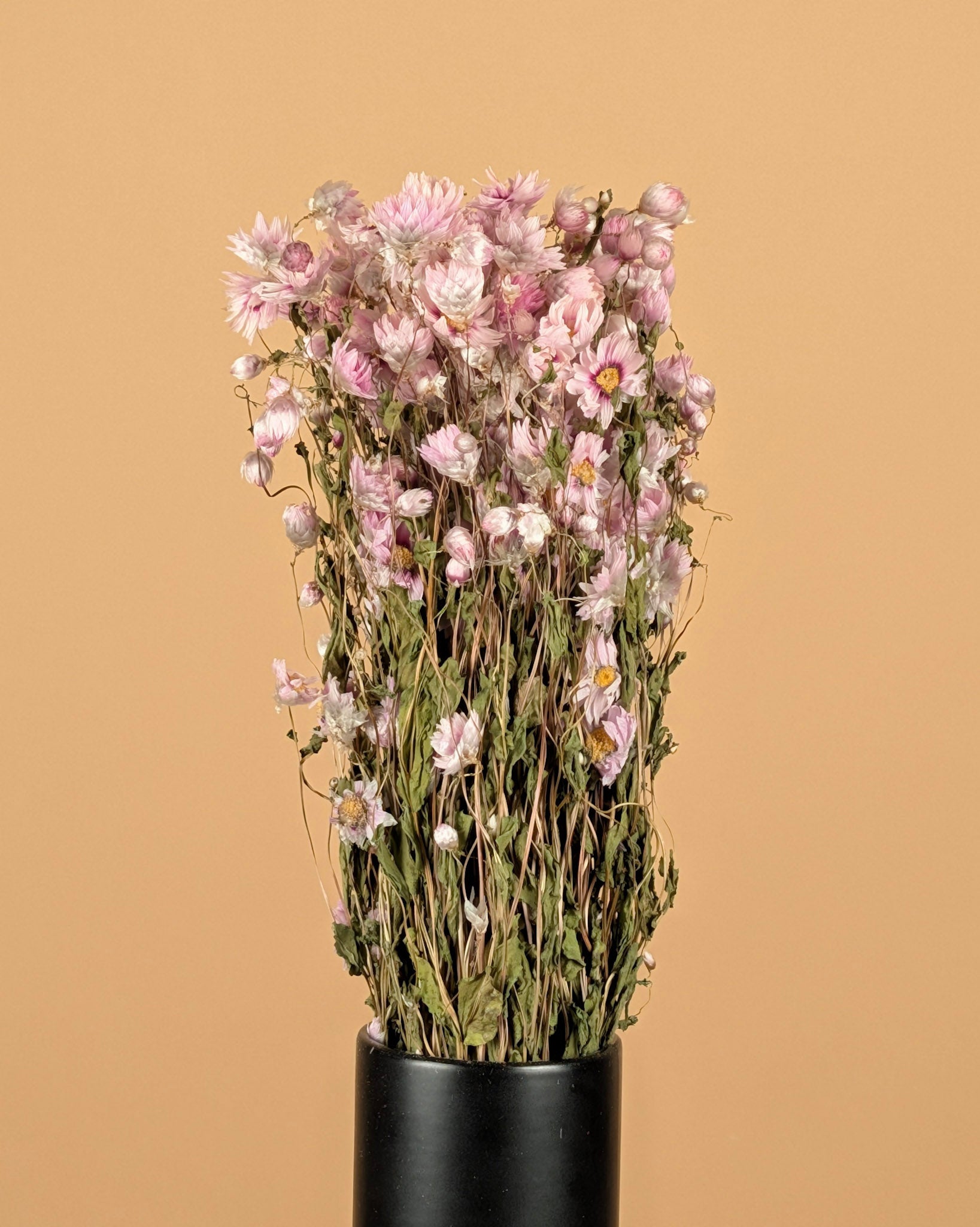 Dried Rhodanthe Pink