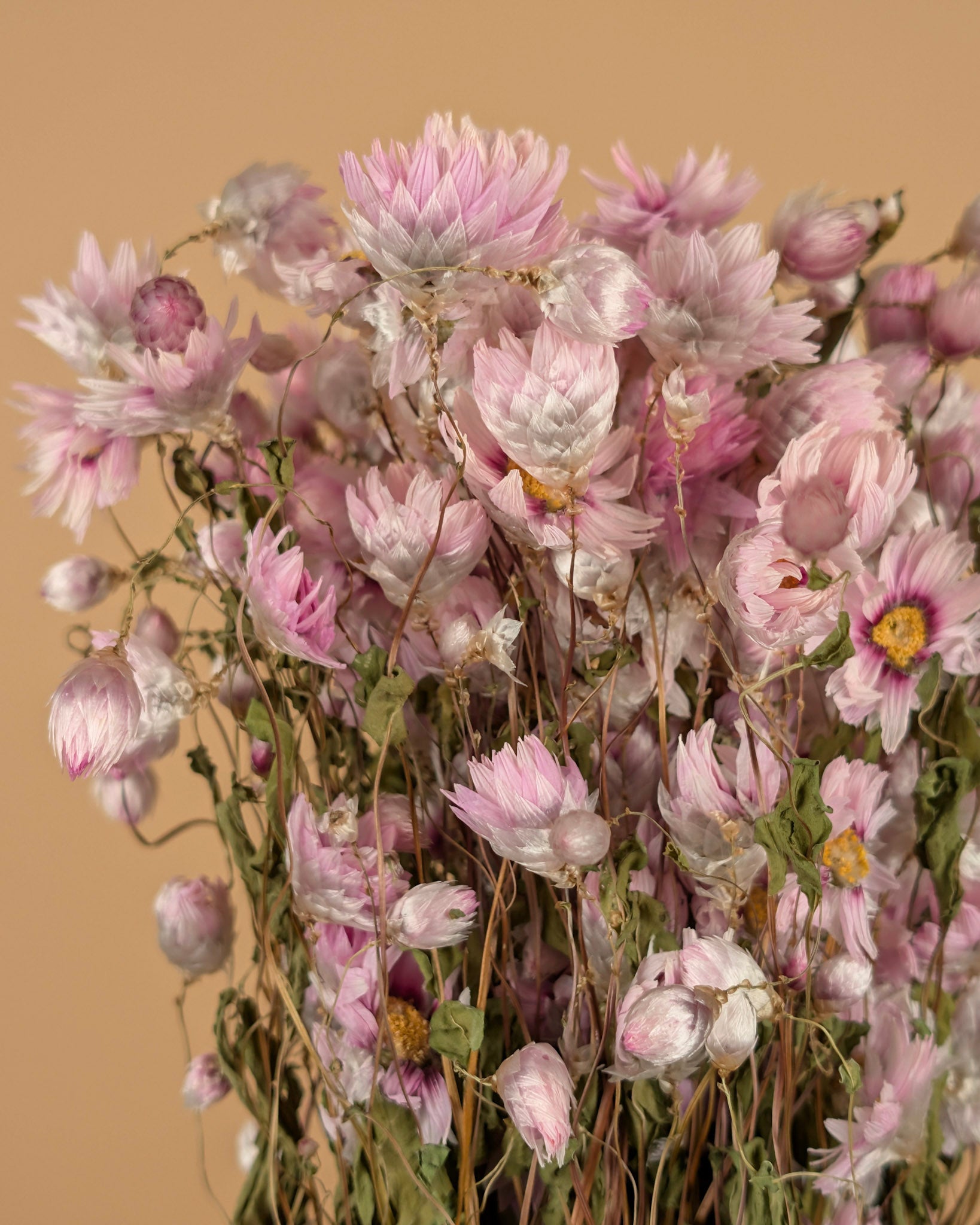 Dried Rhodanthe Pink
