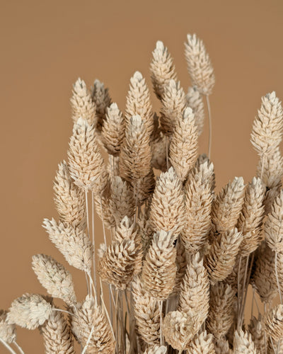 Phalaris Misty Wit (Canarial Grass)